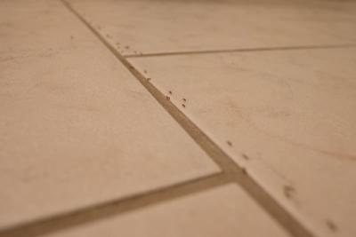 How To: Keep Ants Out Of Your Kitchen This Summer
