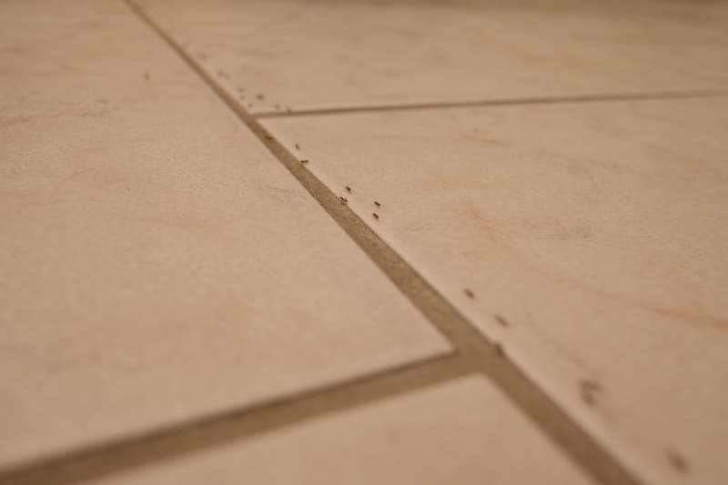 How To: Keep Ants Out Of Your Kitchen This Summer